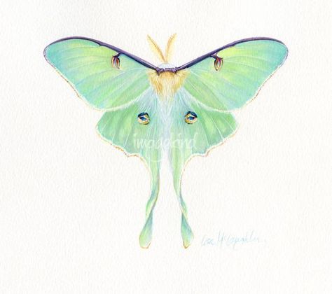 Stunning "Luna Moths" Artwork For Sale on Fine Art Prints Luna Moth Art, Moth Art Print, Lunar Moth, Moth Art, Luna Moth, Moth, Art Print, Art Prints, High Quality