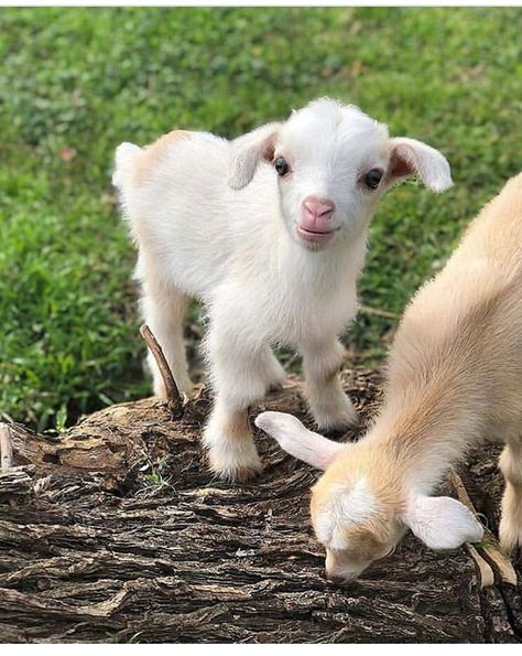 Cute little goat. Barn Animals, Baby Goat, Cute Goats, Baby Animals Pictures, Baby Goats, Baby Animals Funny, Fluffy Animals, Cute Animal Photos, Cute Animal Pictures