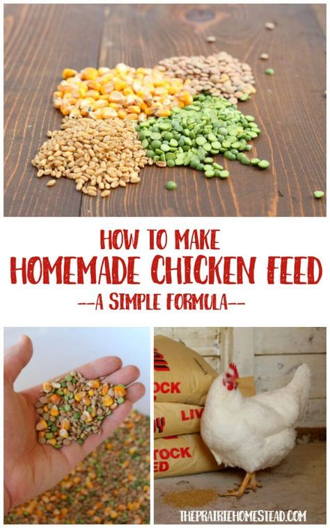 Chicken Feed Recipe, Homemade Chicken Feed, Chicken Coup, Backyard Chicken Farming, Raising Backyard Chickens, Keeping Chickens, Building A Chicken Coop, Chicken Coop Plans, Backyard Chicken Coops