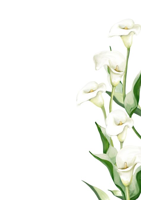 Calla Lily Illustration, Lily Flower Wallpaper, Calla Lily Wedding Invitations, White Calla Lilies, Flower Invitation Card, Bed Idea, Plant Png, Engagement Invitation Cards, White Lily Flower