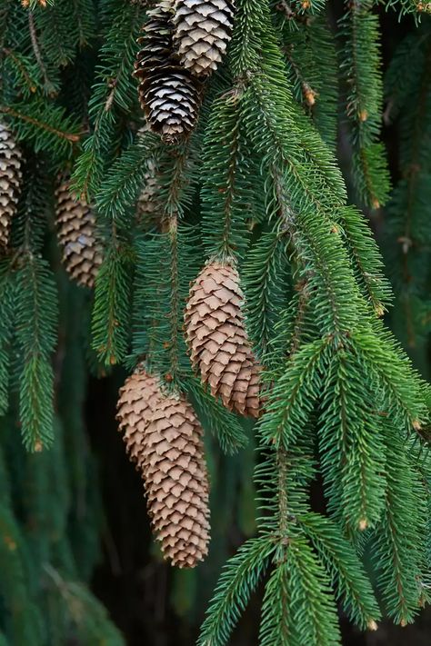 10 Best Types of Fresh Greenery for Holiday Decorating Natural Holiday Decorations, Juniper Plant, Holly Shrub, Natural Holiday Decor, Holly Bush, Types Of Christmas Trees, Live Christmas Trees, Fraser Fir, Fir Christmas Tree