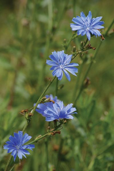 Chicory Chicory Flower Tattoo, Chicory Tattoo, Chicory Flower, Willow Project, Honey Label Design, Flower Species, Botanical Artists, Witch Garden, Flower Sleeve