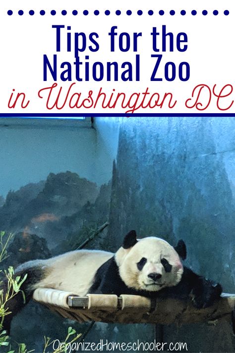 These tips will help you have a fantastic field trip at the Smithsonian National Zoo in Washington DC. Read them before you head to the zoo with your kids! Smithsonian Zoo Washington Dc, National Zoo Washington Dc, Zoo Field Trip, Dc Trip, Washington Dc Travel, Virtual Field Trips, Dc Travel, Parenting Help, Homeschooling Ideas