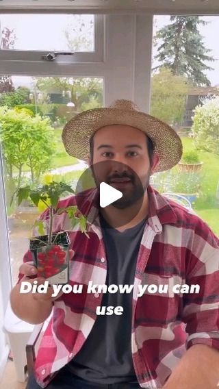 Tomato Plants Growing Tips, Growing Tomatoes Indoors, Determinate Tomatoes, Garden Companion Planting, Tomato Plant, Gardening Plants, Garden Walkway, We Are Back, Growing Tomatoes