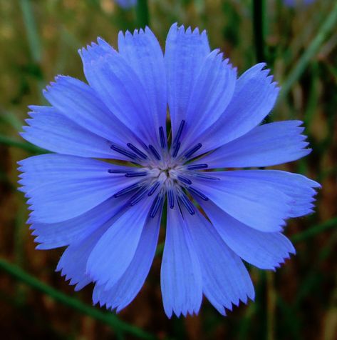 Chicory | Wild Chicory growing by a lake in Bulgaria | Glenn McNaughton | Flickr Wild Flowers Reference, Chicory Tattoo, Chicory Flower Tattoo, Chicory Drawing, Chicory Flower Drawing, Cornflower Drawing Tattoo, Chicory Flower, Chicory Plant, Blue Chicory Flowers