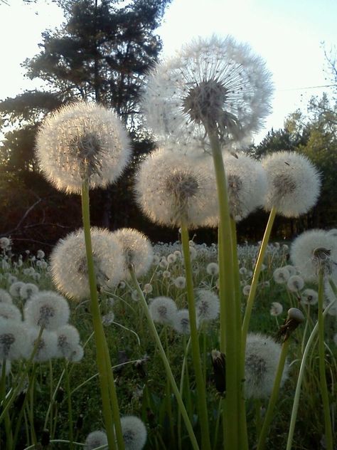 Beautiful Dandelion Pictures, Swan Photo, Picking Dandelions, Aesthetic Dandelion Pictures, Dandelion Blowing In The Wind, Dandelion Seeds Blowing, Dandelion Art, The Gifted, Dandelion Wish