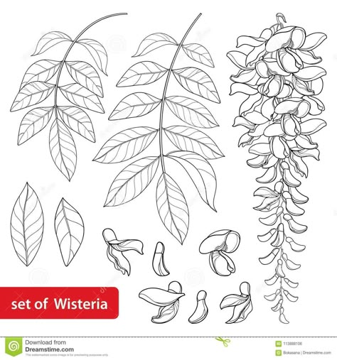 Vector Set Of Outline Wisteria Or Wistaria Flower Bunch, Bud And Leaves In Black Isolated On White Background. Stock Vector - Illustration of blossom, outline: 113888106 Wisteria Line Art, Wisteria Drawing Tutorial, Wisteria Drawing Simple, Wisteria Tattoo Design, How To Draw Wisteria, Wisteria Vine Tattoo, Wisteria Tree Drawing, Draw Wisteria, Wisteria Flower Drawing