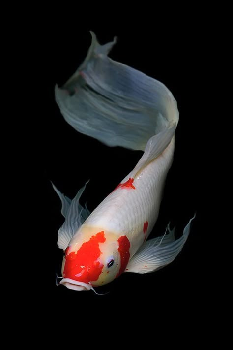 Butterfly Koi Fish Photography, Koi Fish Real, Koi Fish Side View, Fish Reference Photo, Koi Fish Reference, Koi Fish Face, Koi Fish Pictures, Koi Photography, Koi Fish Photography