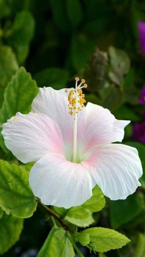 safsafayoub Bild Gold, Growing Hibiscus, Tropical Flower Arrangements, Hibiscus Plant, White Hibiscus, Hawaiian Flowers, Beautiful Flowers Pictures, Flower Farm, Exotic Flowers