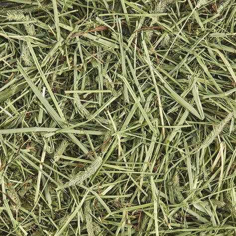 Kaytee Timothy Hay, #Ad #Kaytee, #ad, #Timothy, #Hay Grass Hay, Small Animal Food, Healthy Digestive System, House Rabbit, Chinchillas, Pet Bird, Small Animals, Digestive Health, Amazing Nature