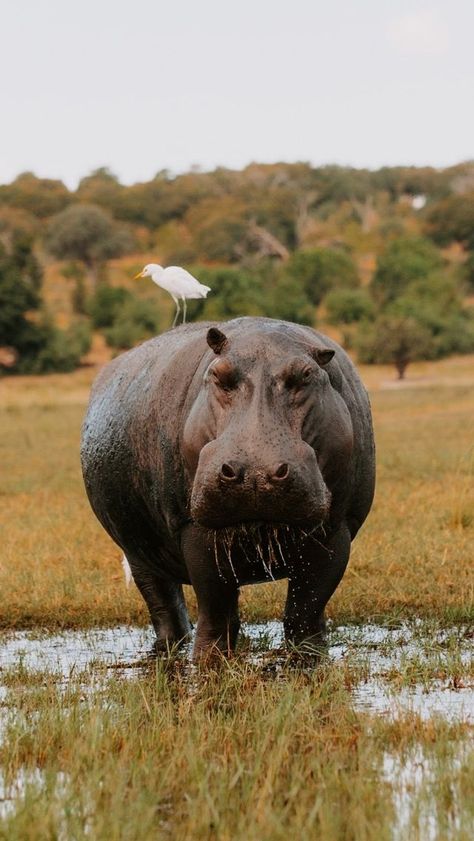 Hippo Photography, Travel Safari, Africa Wildlife, Book Of Job, Travel Picture Ideas, Cute Hippo, Travel Photography Inspiration, Wildlife Animals, Hippopotamus