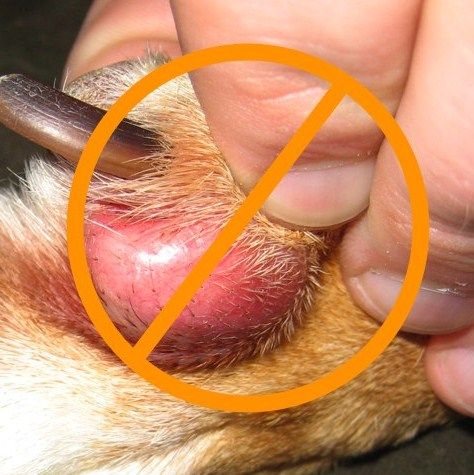 Interdigital cysts and their God-forsaken therapies Interdigital Cysts In Dogs, Dog Warts, Tumors On Dogs, Dog Paw Care, Dogs Ears, Dog Hot Spots, Dog Skin Problem, Meds For Dogs, Paw Care