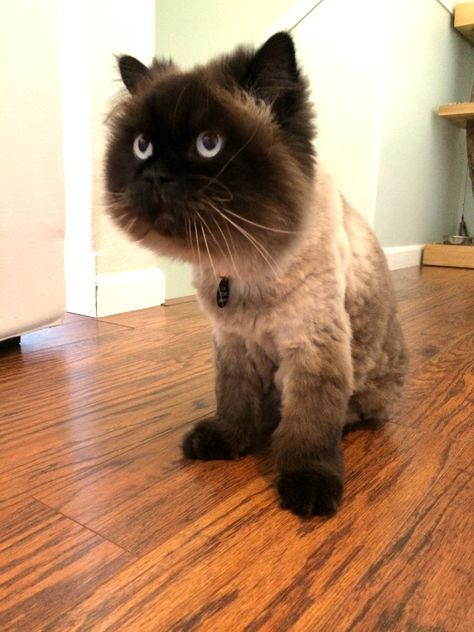 Persian Cat Grooming Styles, Cat Haircut Ideas, Teddy Bear Haircut, Cat Breeding, Cat Haircut, Cat Teddy Bear, Animal Grooming, Cut Cat, Haircut Style