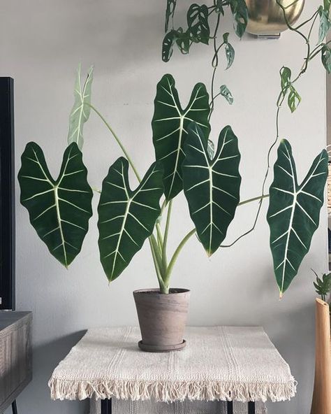 Je.seed | 植木卡卡西 | Jessie on Instagram: "Today is a perfect Friday! ✌️because I received 2 new plants!! You guys all know how excited that would be for new plants right ?🥳🤩🤓😆 haha. Lots of people asked me about Alocasia Frydek caretips. Frankly speaking, this is a forgiving Alocasia to me comparing to Alocasia Variegata🙄. It’s been sitting like 3 meters away from south facing window, so it gets pretty good indirect sunlight in the afternoon. Watering frequency is about once a week (make sure Alocasia Frydek, Alocasia Plant, Plant Party, Elephant Ear Plant, Plant Benefits, Plants Are Friends, Paper Plants, Inside Plants, Plant Decor Indoor