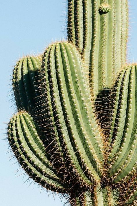 Green Pics, Cactus Country, Tile Making, Desert Beauty, Cactus Photography, Country Photography, Desert Dream, Summer Poster, Natural Structures