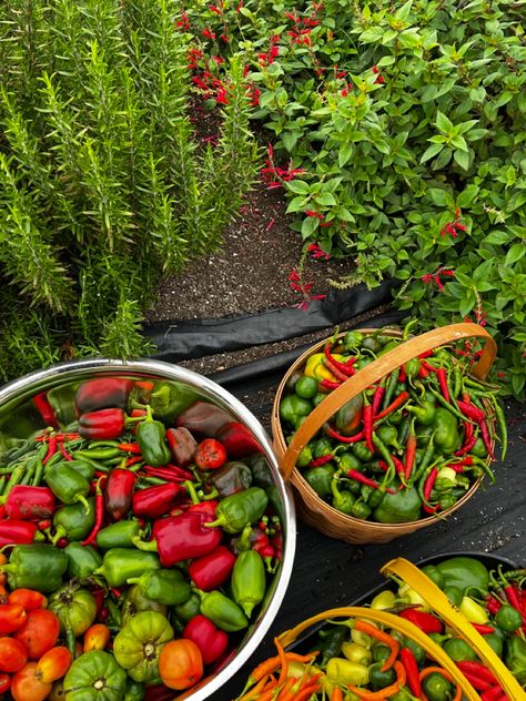 Mom Instagram, Medicinal Garden, Blogger Home, Farm Lifestyle, Backyard Vegetable Gardens, Garden Kit, Veg Garden, Garden Harvest, Home Vegetable Garden