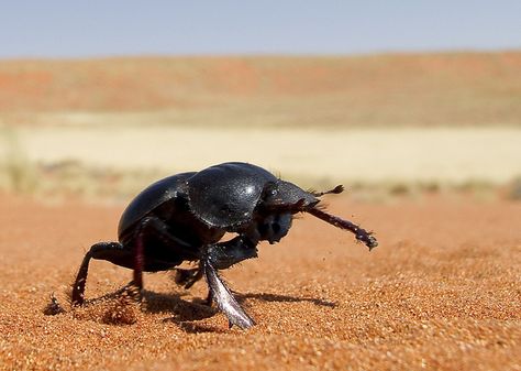 Desert Insects, Dung Beetle, Egyptian Scarab, Scarab Beetle, 21st October, Arthropods, Arachnids, Beetles, Nature Reserve