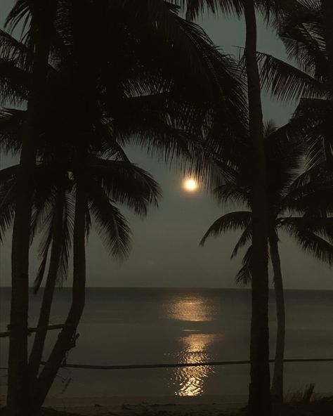 Dark Paradise, Night Vibes, Island Living, Night Aesthetic, Nature Aesthetic, Sky Aesthetic, Dark Aesthetic, The Ocean, Palm Trees