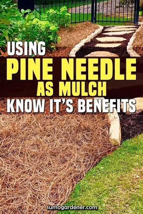 Pine Straw Landscaping, Pine Needle Mulch, Straw Mulch, Types Of Mulch, Mulch Landscaping, Smart Garden, Gardening Diy, Self Watering Planter, Yard Work