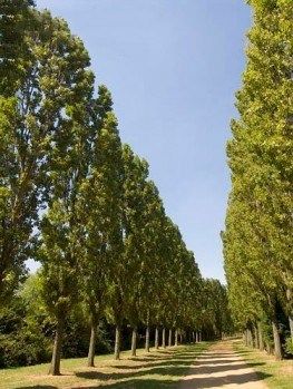 Windbreak Trees, Lombardy Poplar, Fast Growing Shade Trees, Conifers Garden, Poplar Tree, Naive Painting, Driveway Landscaping, Diy Outdoor Furniture Plans, Fast Growing Trees