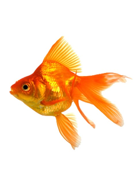 Goldfish Aesthetic, Fantail Goldfish, Golden Fish, Types Of Gold, Gold Fish, White And Orange, Beautiful Fish, Happy Animals, Chapter 3