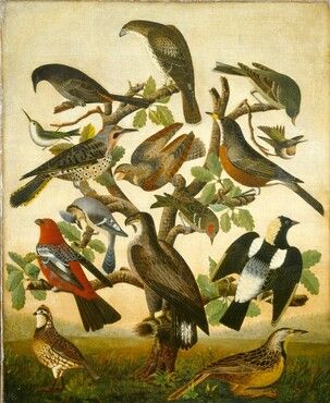 North American Wildlife Art, North American Wildlife, Paintings Oil, American School, American Painting, Bird Art Print, American Folk Art, National Gallery Of Art, National Gallery