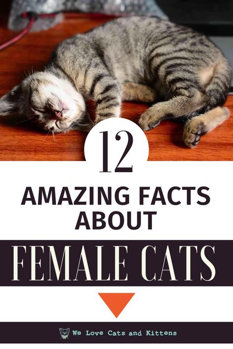 Check out these astonishing facts you probably didn't know about female cats! Cat Facts Funny, Cat Names Funny, Cat Catio, Fun Facts About Cats, Cat Behavior Facts, Funny Cat Names, Catio Ideas, Names Cat, Random Cat