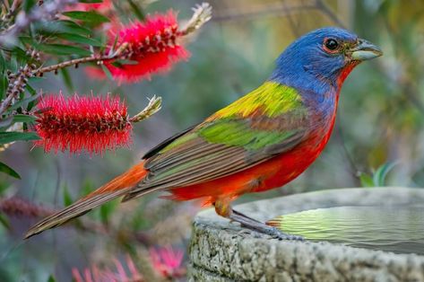 15 Amazing Facts About The Painted Bunting Plastic Bird Bath, Backyard Birds Watching, Bunting Bird, Backyard Birds Feeders, Rainbow Bunting, Free Jigsaw Puzzles, Painted Bunting, Picasso Paintings, Watercolor Rainbow