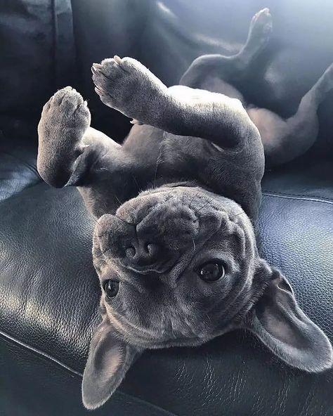 Grey French Bulldog, Baby French Bulldog, Blue Frenchie, Dog Waiting, Bulldog Francese, Mouse Hunt, Frenchie Bulldog, French Bulldog Dog, Frenchie Puppy