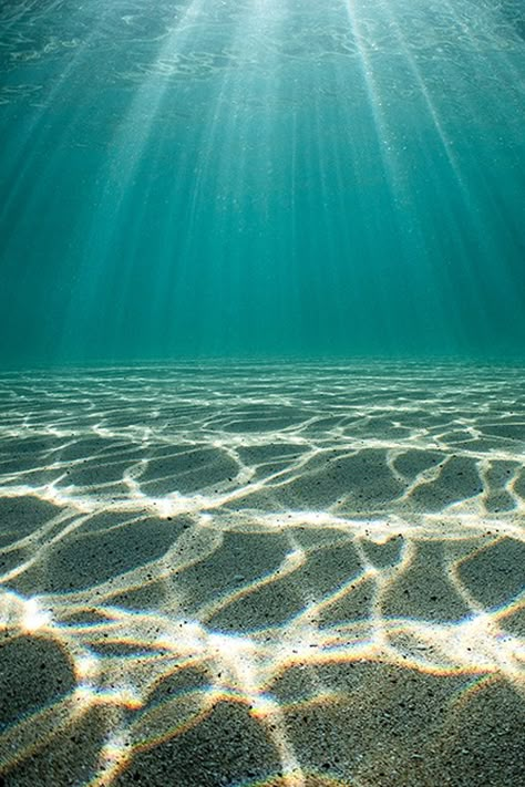 under the sea Water Refraction, Blender Reference, Under Water Photography, Ocean Floor, New Backgrounds, Underwater Photography, Under Water, Ocean Photography, Ocean Life