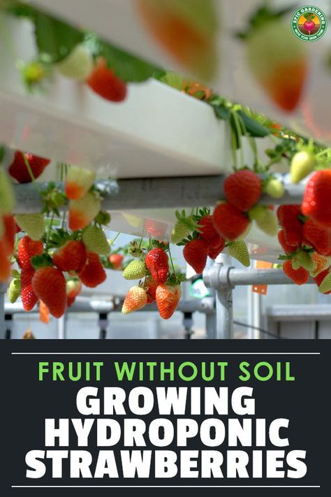 Strawberry Farming, Hydroponic Gardening Diy, Hydroponic Strawberries, Indoor Hydroponic Gardening, Hydro Gardening, Hydroponic Vegetables, Hydroponic Farming, Hydroponics Diy, Aquaponic Gardening