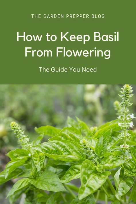 Ways To Use Basil, What To Do With Basil, Basil Flowers What To Do With, Basil Flowers, How To Harvest Basil, How To Preserve Basil From The Garden, Trimming Basil Plants Tips, When To Harvest Basil, Harvesting Basil How To