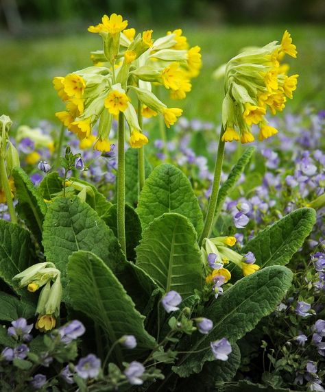 Cowslips Flower, Primula Veris, Primula Auricula, Garden Catalogs, Herb Garden Design, Rare Seeds, Heirloom Vegetables, Unusual Flowers, Rare Flowers