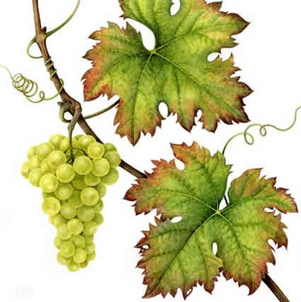 Grape Leaves Drawing, Grapevine Leaf, Grape Vineyard, Grape Painting, Deco Fruit, Fruits Drawing, Watercolor Fruit, Grape Leaf, Wine Art