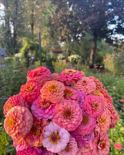 Zina Flowers, Zinnias Bouquet, Zinnia Wedding Flowers, Roadside Flower Stand, Vibin N Thrivin, Snack Cupboard, Zinnia Bouquet, Corn Flowers, Grow With The Flow