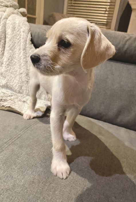 Dog adopted - Ron, a Jack Russell Terrier & Terrier Mix in Van Nuys, CA | Petfinder Lab Mix Puppies, Jack Russell Mix, Jack Russell Terrier Mix, Jack Russell Terrier Puppies, Tiny Puppies, Terrier Mix Dogs, Van Nuys, Terrier Puppy, Chihuahua Mix