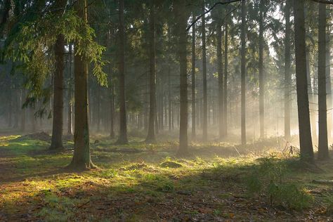 sunharp in the woods near Hilversum, Netherlands Forest Horizontal, Clearing In The Woods, Dream Scenery, Ambient Background, Monsters Under The Bed, Life In The Woods, Worms Eye View, Travel Netherlands, Panorama Photography