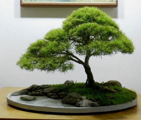 ֍♥I love this pretty #bonsai!♥♦       #BonsaiInspiration Bonsai Trees For Sale, Taman Air, Bonsai Tree Types, Bonsai Tree Care, Mini Zen Garden, Indoor Bonsai Tree, نباتات منزلية, Bonsai Styles, Mini Bonsai