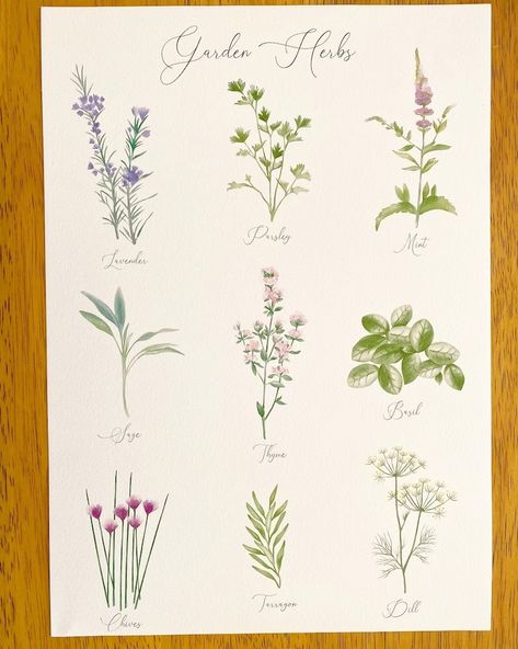 Notecard Ideas, Watercolor Vegetables, Hannah Design, Procreate Inspiration, Watercolor Herbs, British Wild Flowers, Wall Murals Diy, A4 Frame, Garden Drawing