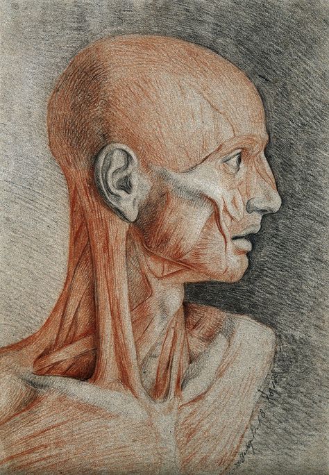 Drawing With Pencil, Neck Drawing, Medical Drawings, Artists Painting, Face Anatomy, Human Body Art, Human Anatomy Drawing, Representational Art, Human Anatomy Art