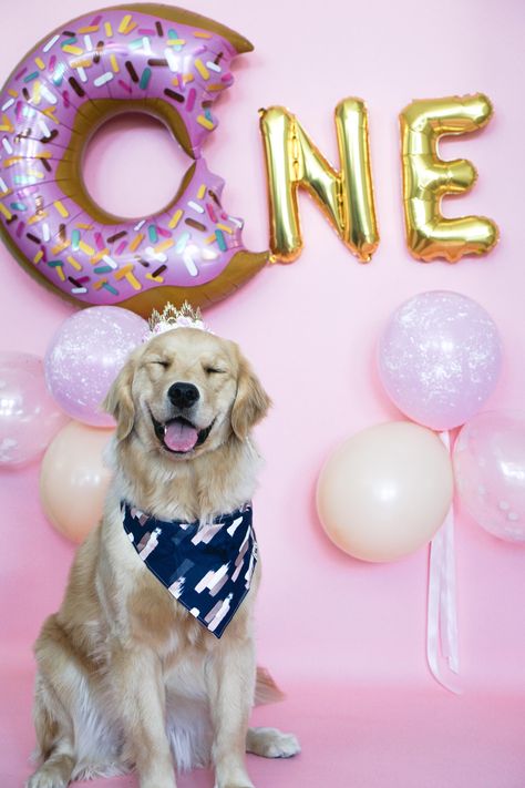 One Year Dog Birthday, Photoshoot Ideas For Dogs Birthday, Golden Retriever 1st Birthday, 1 Year Dog Birthday Pictures, 1 Year Dog Birthday, Dog 1st Birthday Ideas, Dog Birthday Photoshoot Ideas, Golden Retriever Birthday Party, Dogs 1st Birthday