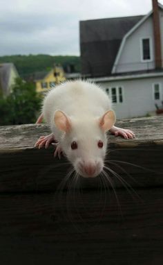 Fancy Rats, White Rat, Dumbo Rat, Pet Rat, Funny Rats, Fancy Rat, Prairie Dog, Cute Rats, Mouse Rat