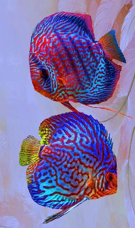 Discus  fish from the Amazon Ikan Air Tawar, Pretty Fish, Fauna Marina, Discus Fish, Salt Water Fish, Air Tawar, Freshwater Aquarium Fish, Cool Fish, Beautiful Sea Creatures