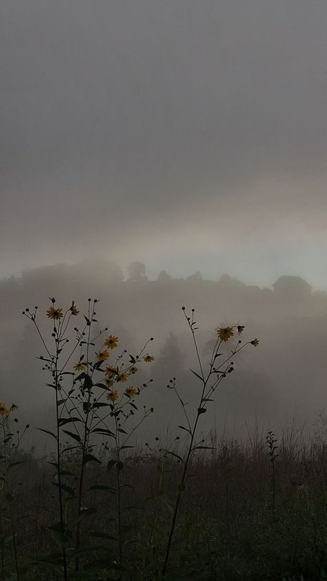 Misty Flower Field, Misty Wallpaper, Misty Moors, Movie Moodboard, Film Moodboard, Witchy Aesthetics, Flower Boquet, Earth Month, Field Wallpaper