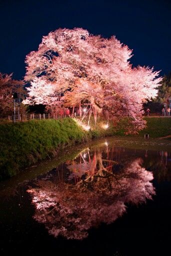 cherry blossom Specular Reflection, Fall Photography Nature, Nature Photography Trees, Best Nature Wallpapers, Best Nature, Cherry Trees, Fukuoka Japan, Sakura Tree, Winter Nature