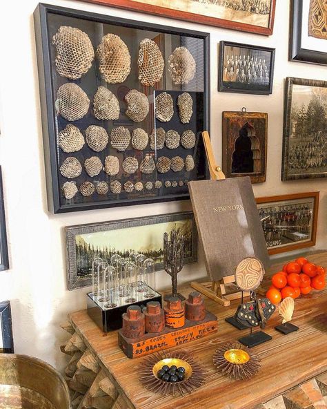 Love this collection of hornets nests in a shadowbox kellyelko.com Bat Decorations On Wall, Naturalist Decor, Trunk Or Treat Ideas, Cabinet Of Curiosity, Bat Decorations, Wasp Nest, Colorful Pottery, Cabinet Of Curiosities, Bring Them Home