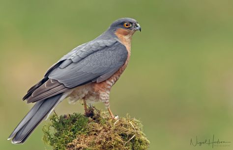 Sparrow Hawk | Sparrow Hawk (male) www.facebook.com/nigelhod… | Flickr Hawk Photography, British Birds Of Prey, Sparrow Hawk, Fastest Bird, Telegram App, Sparrowhawk, Get Free Stuff, Bird Garden, Birds Of Prey