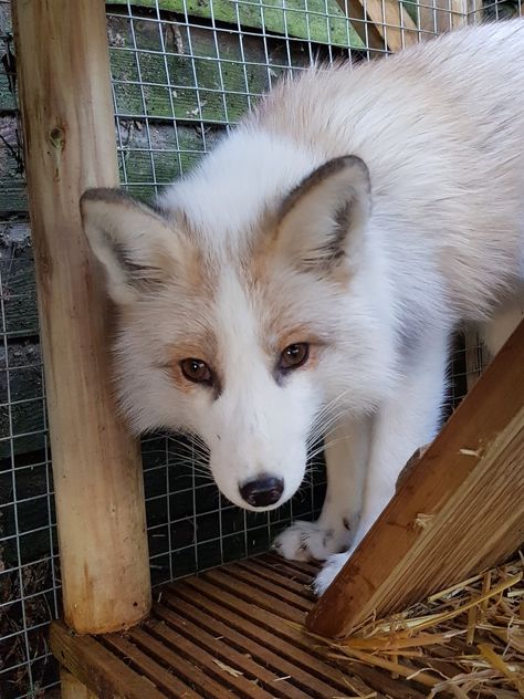 Squirrel Silver Fox, gold platinum  KaisWayRidge Foxes Marble Fox Aesthetic, Fox Markings, Marble Fox Therian, Silver Fox Therian Mask, Fox Colors, Dog Therian, Oc Prompts, Cute Fennec Fox Aesthetic, Platinum Fox Animal