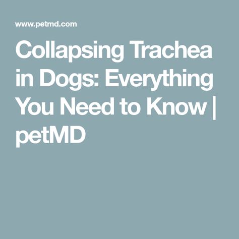 Collapsing Trachea in Dogs: Everything You Need to Know  | petMD Collapsing Trachea In Dogs, Collapsed Trachea In Dogs, Breathing Problems, Bacon Cheeseburger, Dog Info, Dog Health, Shih Tzu, Dog Life, Cheeseburger