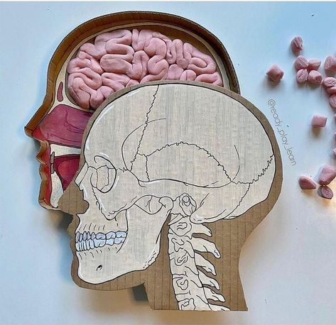 Brain School Project Ideas, Build A Brain Project, Brain Project Ideas, Brain Model Project Diy, Brain Model Project, Nervous System Projects, Human Body Science Projects, Science Project Models, Science Exhibition Projects